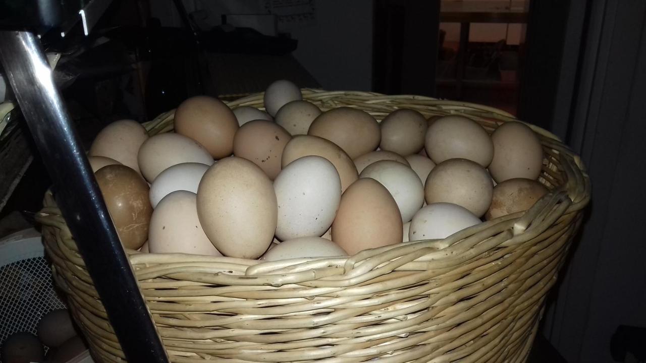 Agriturismo Le Oche Selvatiche Lauzacco Eksteriør bilde
